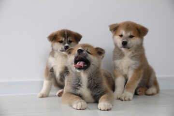 Wall Mural - Adorable Akita Inu puppies on floor near light wall