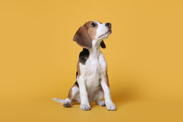 Wall Mural - Cute Beagle puppy on yellow background. Adorable pet