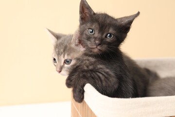 Wall Mural - Cute fluffy kittens in basket against beige background. Baby animals