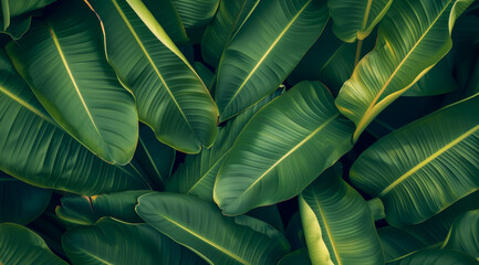 Wall Mural - A close up of green leaves with a yellow stripe