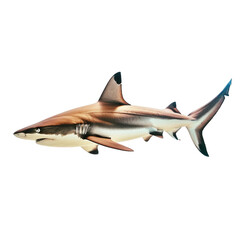 Wall Mural - shark on the white, PNG