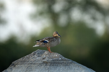 Wall Mural - Wild duck is resting on the stone. Mallard on the pond. Spring wildlife in Europe