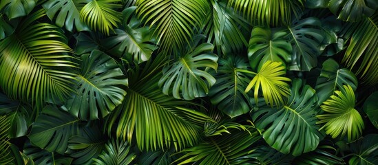 Wall Mural - Flat lay view of tropical palm leaves from above