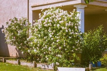 Wall Mural - Fragrant white climbing rose planted outdoors close to the house entrance.