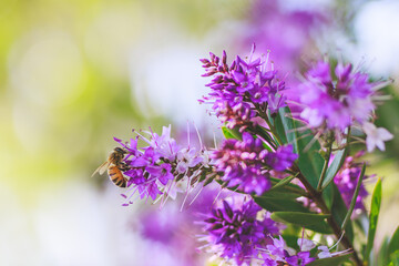 Wall Mural - The shrub veronica or Hebe plant in bloom, and a honeybee