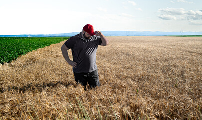 Wall Mural - Farmer checking up on ripe wheat crops