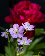 Wall Mural - Flowers in garden