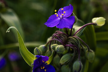 Wall Mural - Virginia Spiderwort