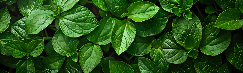 Green leaves for background. 