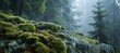 © luck - Close Up of Mossy Rock in Foggy Forest