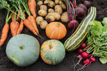 Wall Mural - Autumn harvest of fresh raw carrot, beetroot, pumpkin, radish, zucchini and potato on soil ground in garden. Harvesting organic fall vegetables