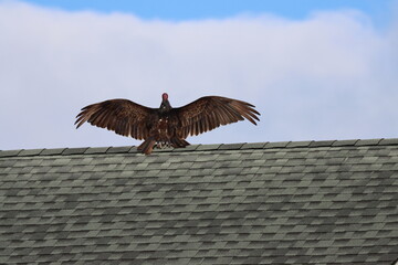 Wall Mural - A turkey vulture on a rooftop with its wings spread