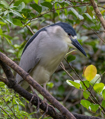 Wall Mural - a close up shot of a black-capped night heron perching in a tree at a wildlife sanctuary