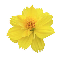 Wall Mural - Sulfur Cosmos Yellow Cosmos flowers. Close up yellow small flower isolated on transparent background.