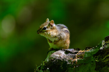 an eastern chipmunk sits on a log at kensington metropark, near brighton, michigan.