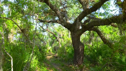 Sticker - Florida subtropical jungles with green palm trees and wild vegetation in southern USA. Dense rainforest ecosystem