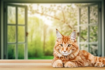 Canvas Print - Cute smart domestic cat at home