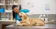 © CineLens/peopleimages.com - Pet care, stethoscope and dog with veterinary girl in consultation office for growth, wellness and examination. Puppy, inspection and animal clinic for golden retriever assessment, help or checkup