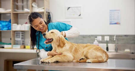 Poster - Pet care, stethoscope and dog with veterinary girl in consultation office for growth, wellness and examination. Puppy, inspection and animal clinic for golden retriever assessment, help or checkup