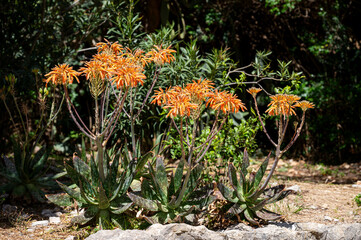 Mallorca, Landschaft, Mittelmeer, Pflanzen, Natur, Blumen, Tiere, Markt, Reisen, Travel, Europa, Mediterran