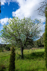 Wall Mural - Mallorca, Landschaft, Mittelmeer, Pflanzen, Natur, Blumen, Tiere, Markt, Reisen, Travel, Europa, Mediterran