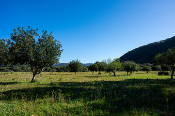 Wall Mural - Mallorca, Landschaft, Mittelmeer, Pflanzen, Natur, Blumen, Tiere, Markt, Reisen, Travel, Europa, Mediterran