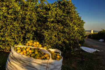 Wall Mural - Bags loaded with freshly harvested oranges from the orchard of a farm in Brazil. Different varieties of fruit are planted on this property and supplies the product to the juice industry.