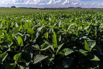 Wall Mural - Rural landscape with fresh green soy field. Soybean field, in Brazil.