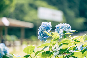 Wall Mural - 青色のアジサイと背景に菖蒲が咲く夏の庭園