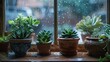 © Sine - A charming composition showcasing a variety of succulent plants arranged in rustic pots, nestled near a windowpane adorned with raindrops, offering a serene glimpse into a cozy indoor sanctuary