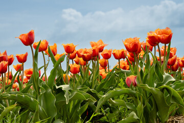 Orange tulips bloom under a bright blue sky with scattered clouds