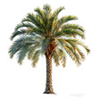 © Marteen Stenberg - Arabian date palm isolated on transparent background ,generative ai