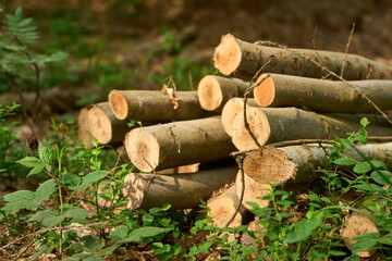 Wall Mural - Rural Timber Harvest on Sunny Day. Deforestation and sustainable renewable energy source