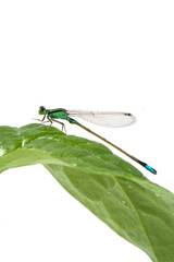 Wall Mural - green damselfly on a green leaf on white background.