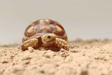 Wall Mural - African Sulcata Tortoise Natural Habitat,Close up African spurred tortoise resting in the garden, Slow life ,Africa spurred tortoise sunbathe on ground with his protective shell ,Beautiful Tortoise