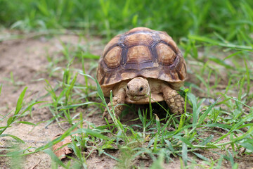 Wall Mural - African Sulcata Tortoise Natural Habitat,Close up African spurred tortoise resting in the garden, Slow life ,Africa spurred tortoise sunbathe on ground with his protective shell ,Beautiful Tortoise