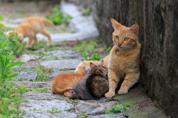 Cats and kittens on the streets of Istanbul