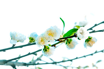 Canvas Print - White cherry blossom on tree