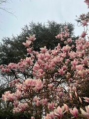 Wall Mural - Beautiful magnolia shrub with pink flowers outdoors, low angle view