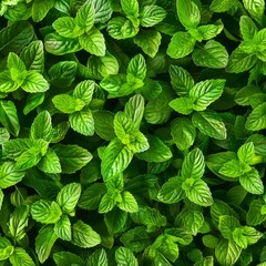 Wall Mural - Many mint leaves texture background, fragrant spices pattern, Mentha piperita mockup, peppermint banner