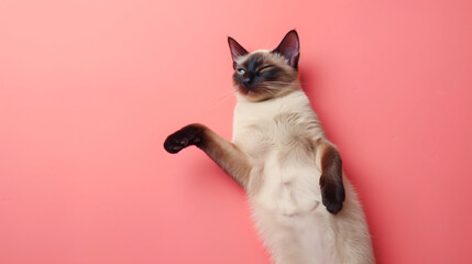 Wall Mural - A serene Siamese cat lounging against a backdrop of soft coral, embodying grace and tranquility.