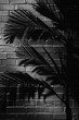 © artemstepanov - Palm Tree Shadows on Black Brick Wall Texture, palm branch at sunlight, foliage pattern, tropic plant silhouette