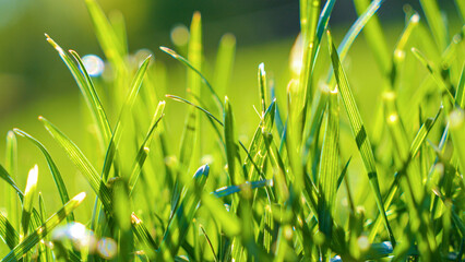 DOF, CLOSE UP: Lushly growing vivid green garden lawn on a sunny spring day