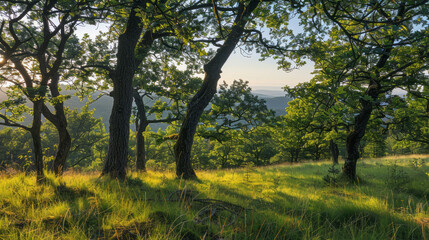 Wall Mural - Scenic view of oak trees in a forest in Sudetes, Poland