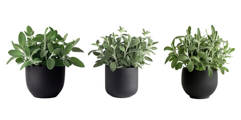 Set of striking sage plant in a sleek black pot, isolated on transparent white background