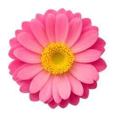 Wall Mural - pink flower isolated on transparent background, extracted, png file