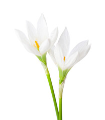 Poster - Two white Lilium isolated on a white background.  Zephyranthes candida.