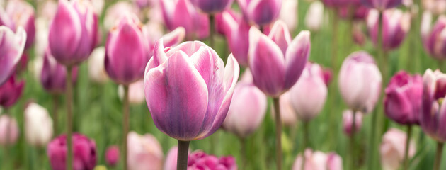 Canvas Print - Beautiful colorful tulips in the garden.