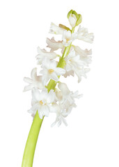 Sticker - Fresh white hyacinth flower transparent png