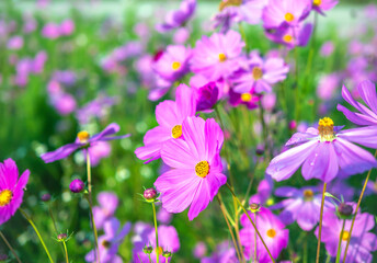 close-up of beautiful cosmos flowers at cosmos field in moring sunlight. amazing of close-up of cosm